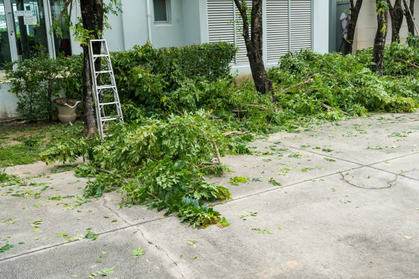 Best Tree Pruning Services  in San Diego Country Estates, CA